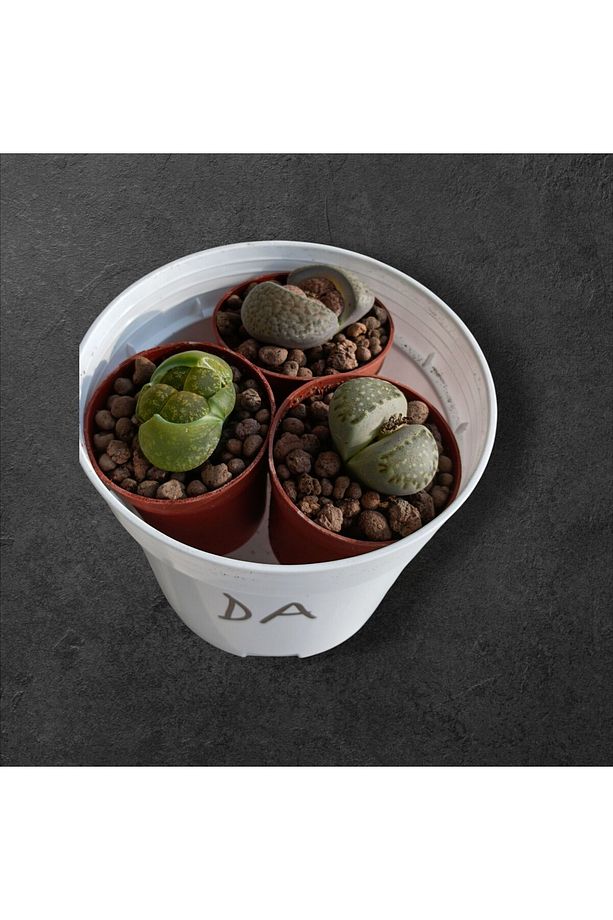 Lithops set-3 adet farklı taş kaktüs herbiri 5,5 cm saksıdada-ref 24A/19/DA - 2