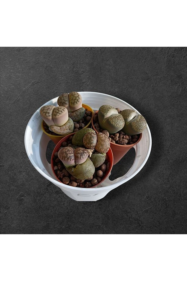 Lithops set-3 adet farklı taş kaktüs herbiri 5.5 cm saksıda-ref 24A/19/EA - 4