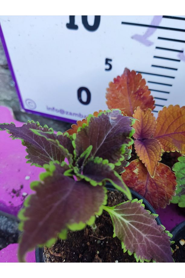 5'li Farklı Çeşit Yaprak Güzeli Seti (COMMON COLEUS) - Renkli Yapraklı Iç Ve Dış Mekan Bitkisi - 8