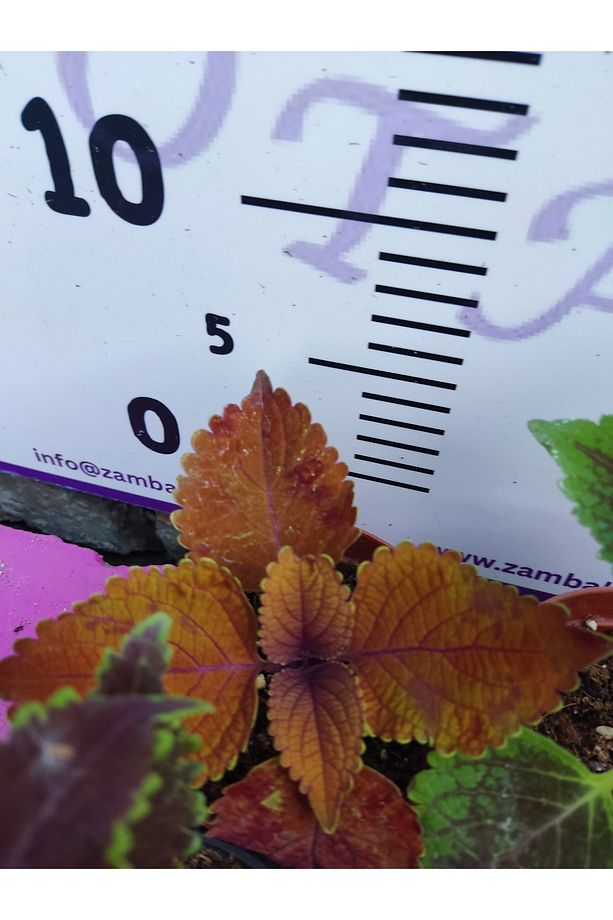 5'li Farklı Çeşit Yaprak Güzeli Seti (COMMON COLEUS) - Renkli Yapraklı Iç Ve Dış Mekan Bitkisi - 7