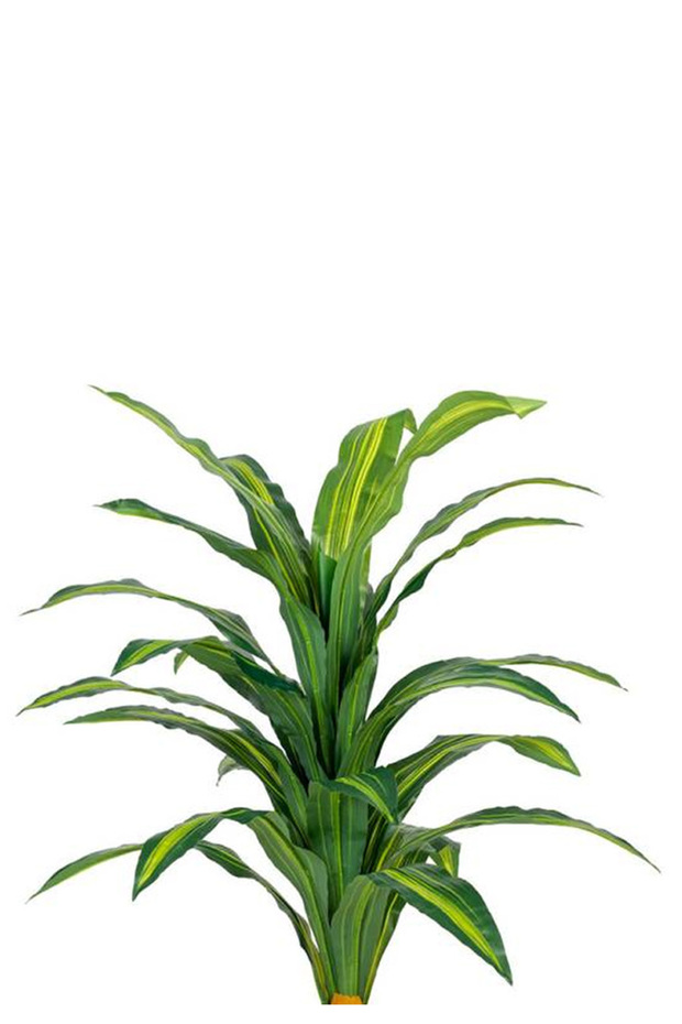 Green corn tree in a circular plastic container - 2