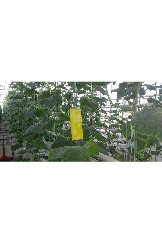 Yapışkan Sarı Kart Tuzak 10 Cm X 25 Cm 10 Adet - 4