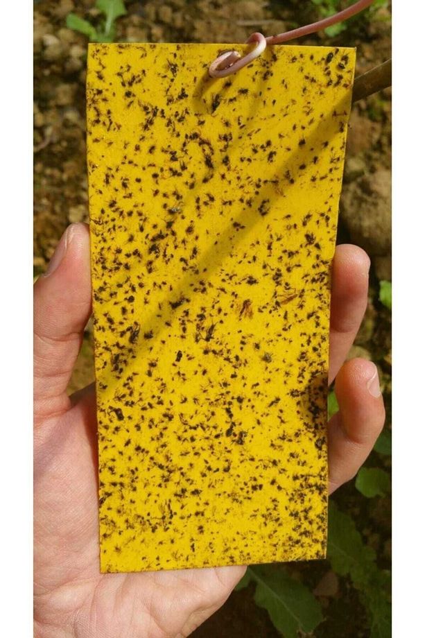 Yapışkan Sarı Kart Tuzak 10 Cm X 25 Cm 10 Adet - 6