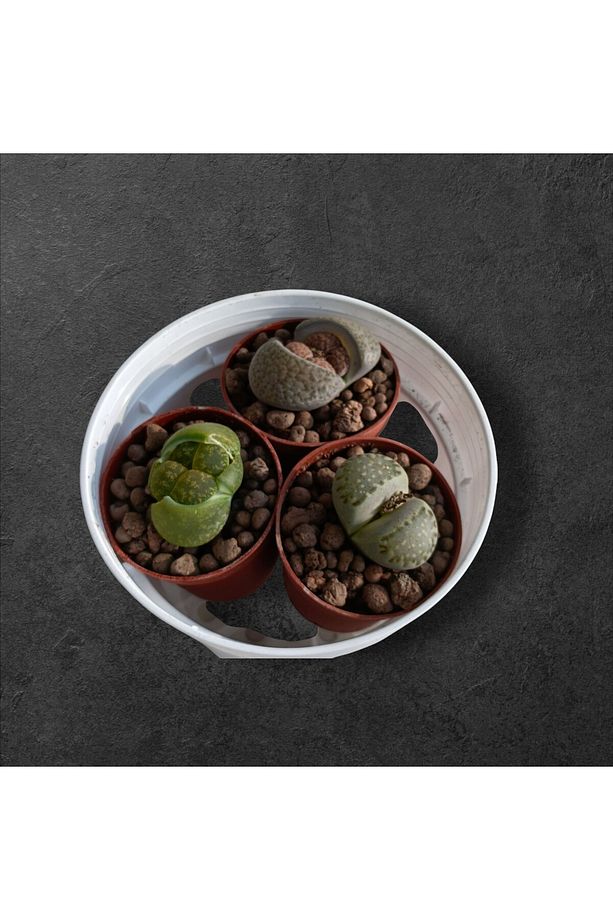 Lithops set-3 adet farklı taş kaktüs herbiri 5,5 cm saksıdada-ref 24A/19/DA - 4