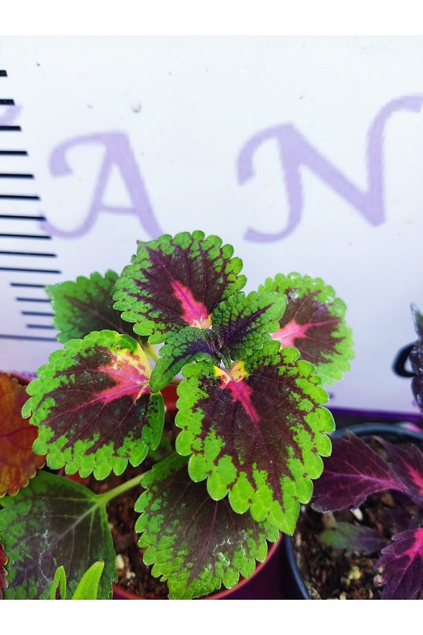 5'li Farklı Çeşit Yaprak Güzeli Seti (COMMON COLEUS) - Renkli Yapraklı Iç Ve Dış Mekan Bitkisi - 6