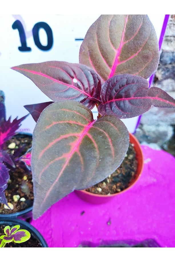 5'li Farklı Çeşit Yaprak Güzeli Seti (COMMON COLEUS) - Renkli Yapraklı Iç Ve Dış Mekan Bitkisi - 4