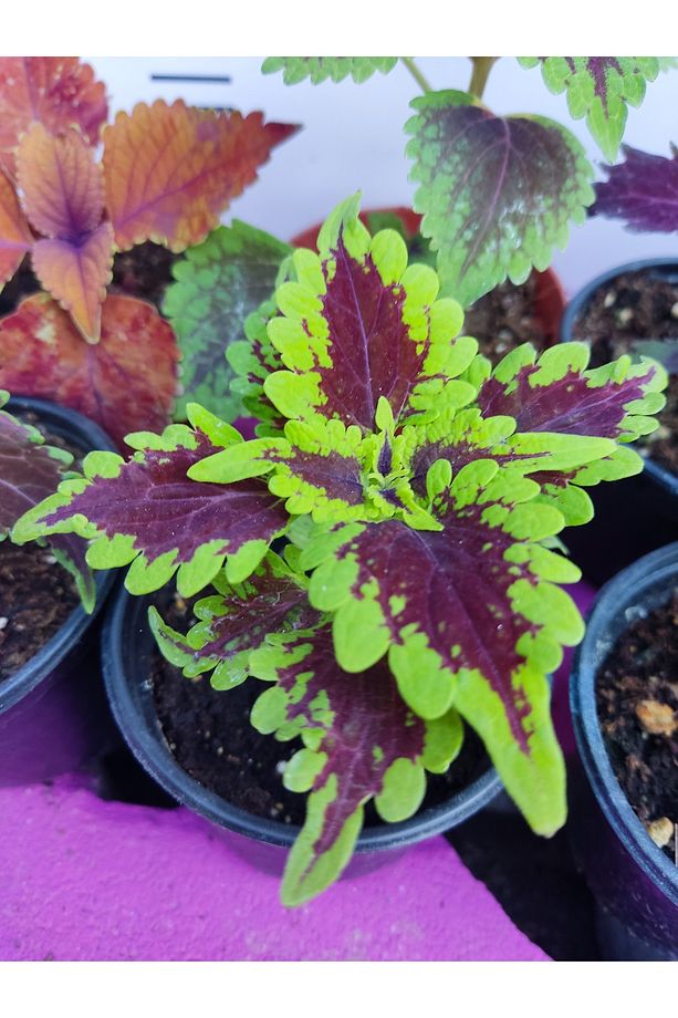 5'li Farklı Çeşit Yaprak Güzeli Seti (COMMON COLEUS) - Renkli Yapraklı Iç Ve Dış Mekan Bitkisi - 2
