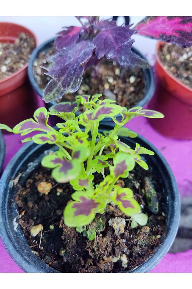 5'li Farklı Çeşit Yaprak Güzeli Seti (COMMON COLEUS) - Renkli Yapraklı Iç Ve Dış Mekan Bitkisi - 3