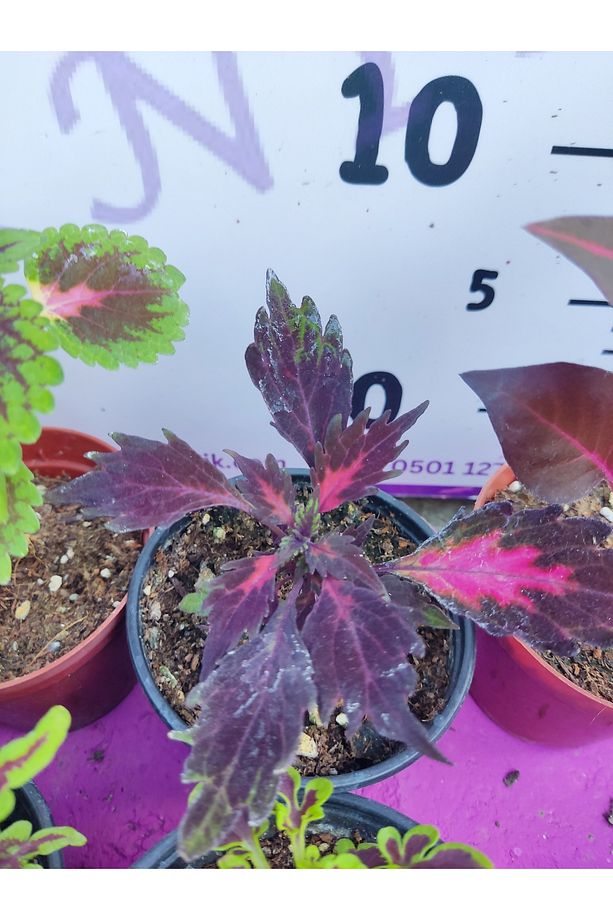 5'li Farklı Çeşit Yaprak Güzeli Seti (COMMON COLEUS) - Renkli Yapraklı Iç Ve Dış Mekan Bitkisi - 5