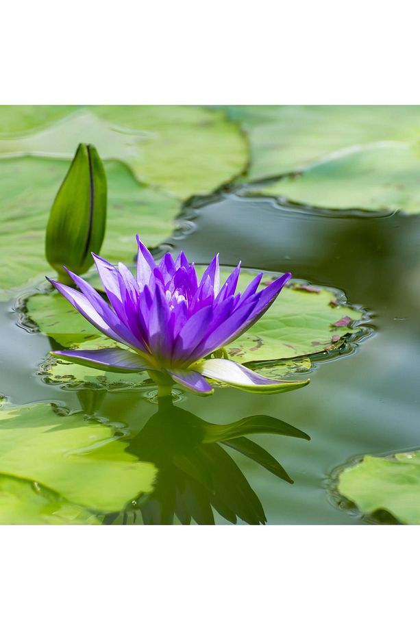 5 Adet Karışık Renklerde Lotus (Nilüfer) Çiçeği Tohumu - 3
