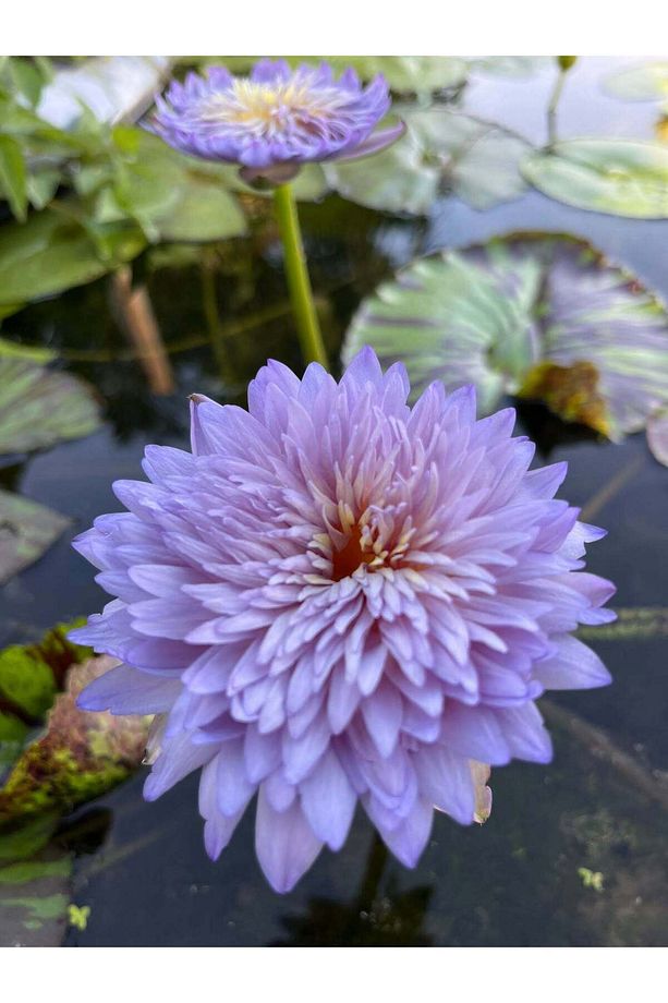 5 Adet Karışık Renklerde Lotus (Nilüfer) Çiçeği Tohumu - 2