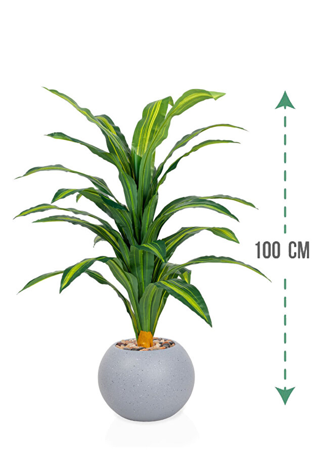 Green corn tree in a circular plastic container - 1