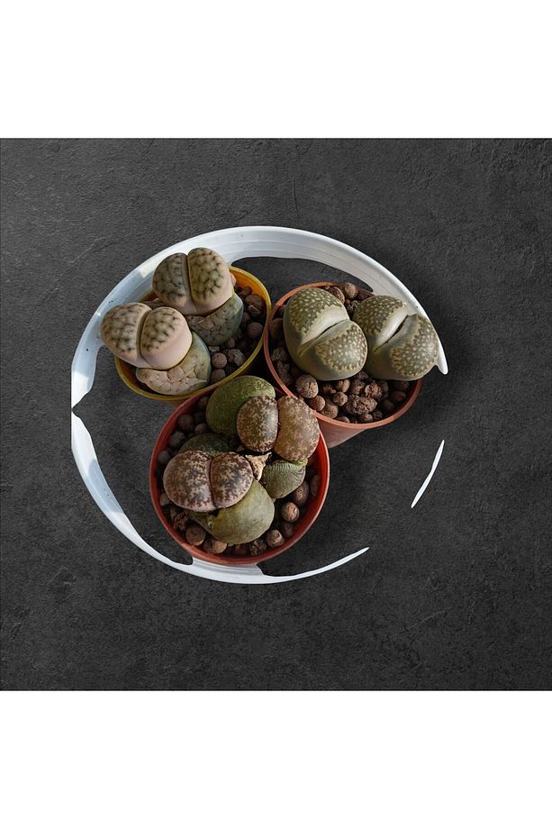 Lithops set-3 adet farklı taş kaktüs herbiri 5.5 cm saksıda-ref 24A/19/EA - 2