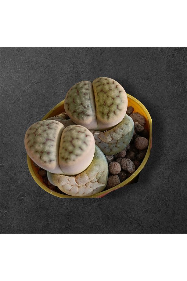 Lithops set-3 adet farklı taş kaktüs herbiri 5.5 cm saksıda-ref 24A/19/EA - 7
