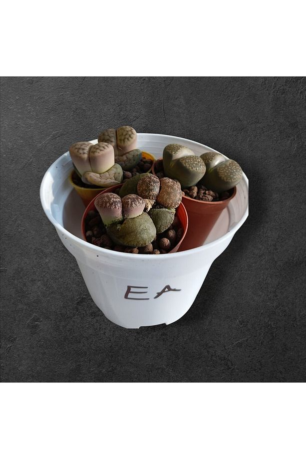 Lithops set-3 adet farklı taş kaktüs herbiri 5.5 cm saksıda-ref 24A/19/EA - 1