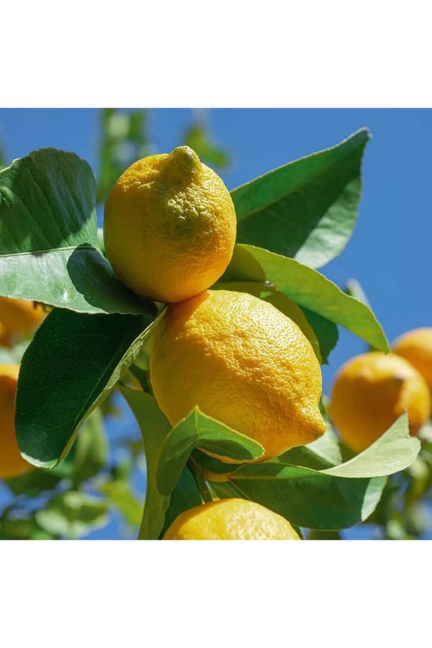 Aromakoloji Konsantre Roll-on Parfüm - Canlı Limon 10 ml - 2