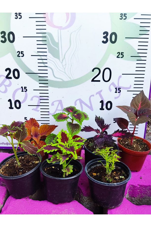 5'li Farklı Çeşit Yaprak Güzeli Seti (COMMON COLEUS) - Renkli Yapraklı Iç Ve Dış Mekan Bitkisi - 1