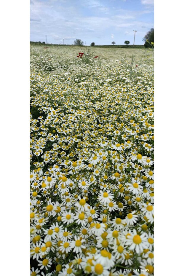 Matricaria Chamomilla Alman Papatyası 50 Gr. Kurutulmuş Papatya Çayı 2 Adet - 4