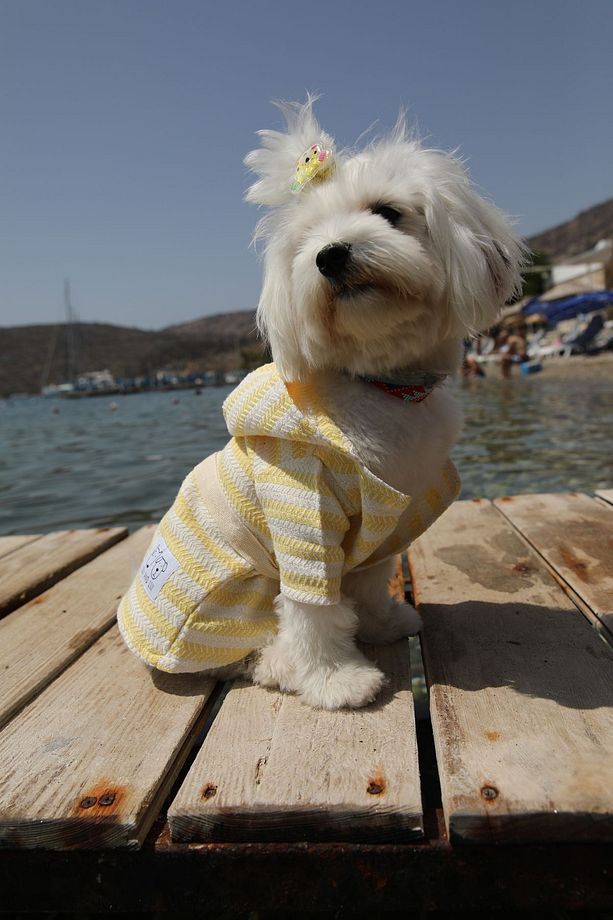 SARI PEŞTEMAL Köpek Bornozu - 4