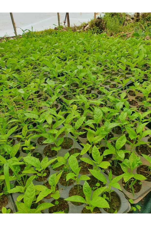 Pasiflora Çarkıfelek Fidesi 20cm Üstü 1 Adet - 3