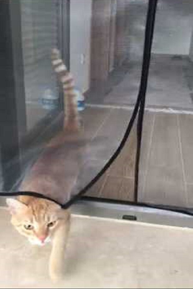 شريط فيلكرو لاصق على الظهر - 3