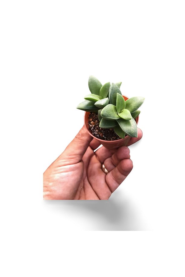 Crassula Springtime Katlı Çiçek Açan Sukulent Bitkisi - 3