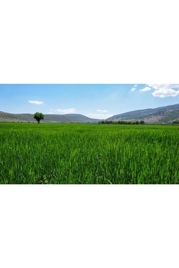 25 Kg Leonardit 25 Kg Torbada - 7