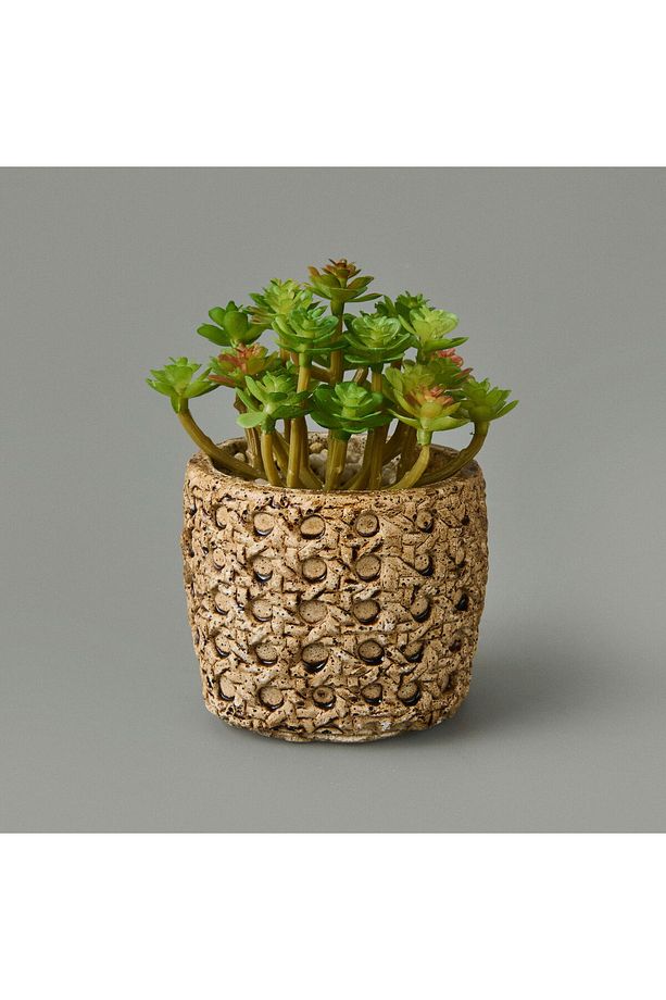Hasır Efekt Saksıda Sukulent - 7x8x8 cm - 1