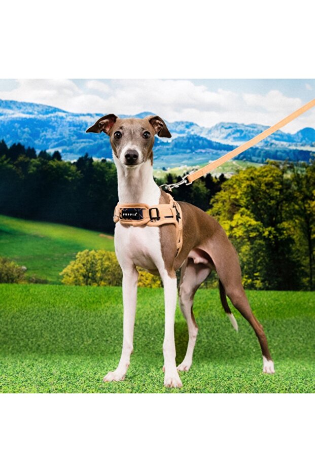 حزام طوق الصدر من كوروين - 5