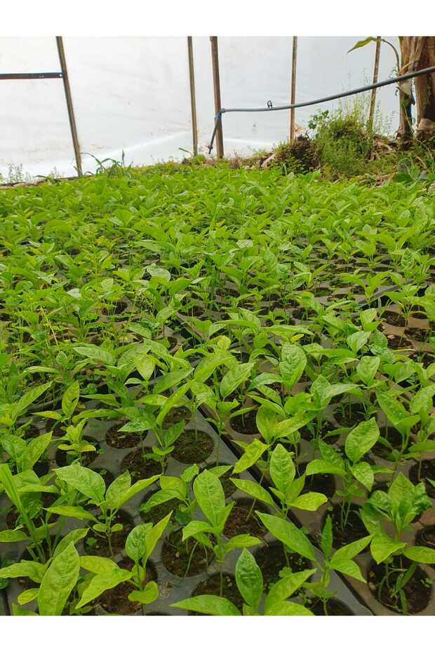Pasiflora Çarkıfelek Fidesi 20cm Üstü 1 Adet - 4