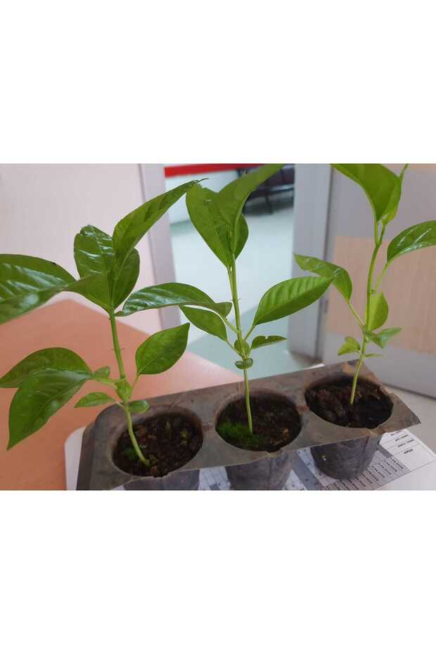 Pasiflora Çarkıfelek Fidesi 20cm Üstü 1 Adet - 1