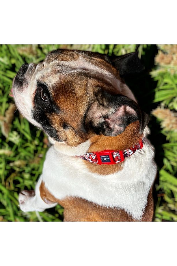 Paws, Boyun Tasması, Köpek Gezdirme Kayışı Set,, Ikili Set - 5
