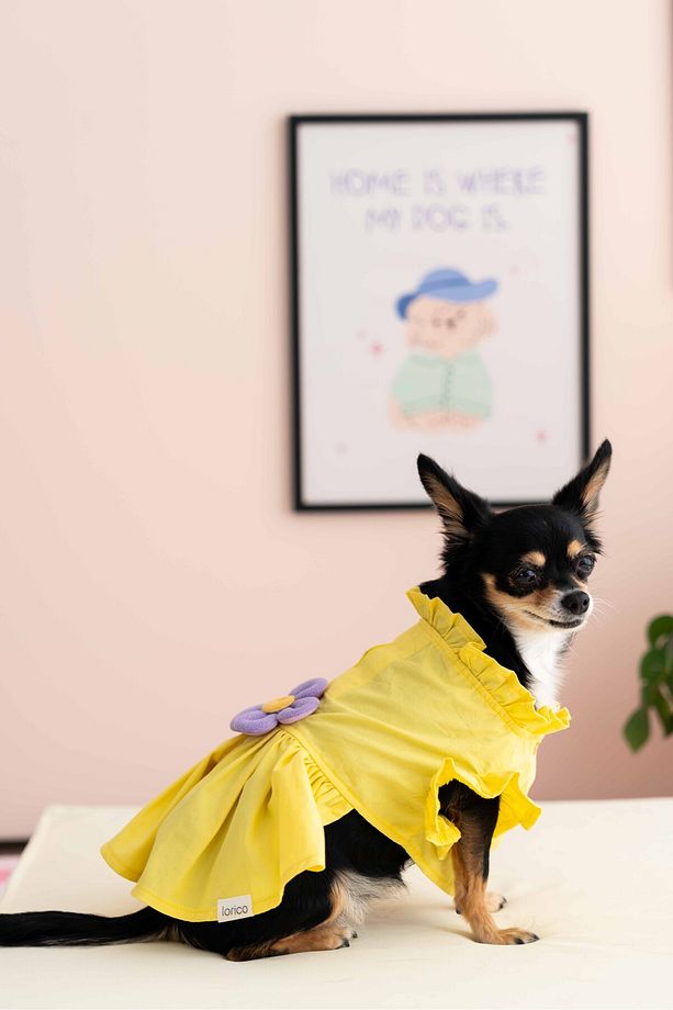 Köpek Elbise - Köpek Kıyafeti (Çiçekli elbise) - 5