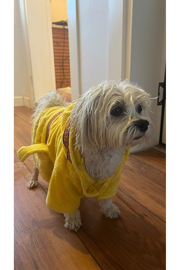 SARI HAVLU Köpek Bornozu - 7