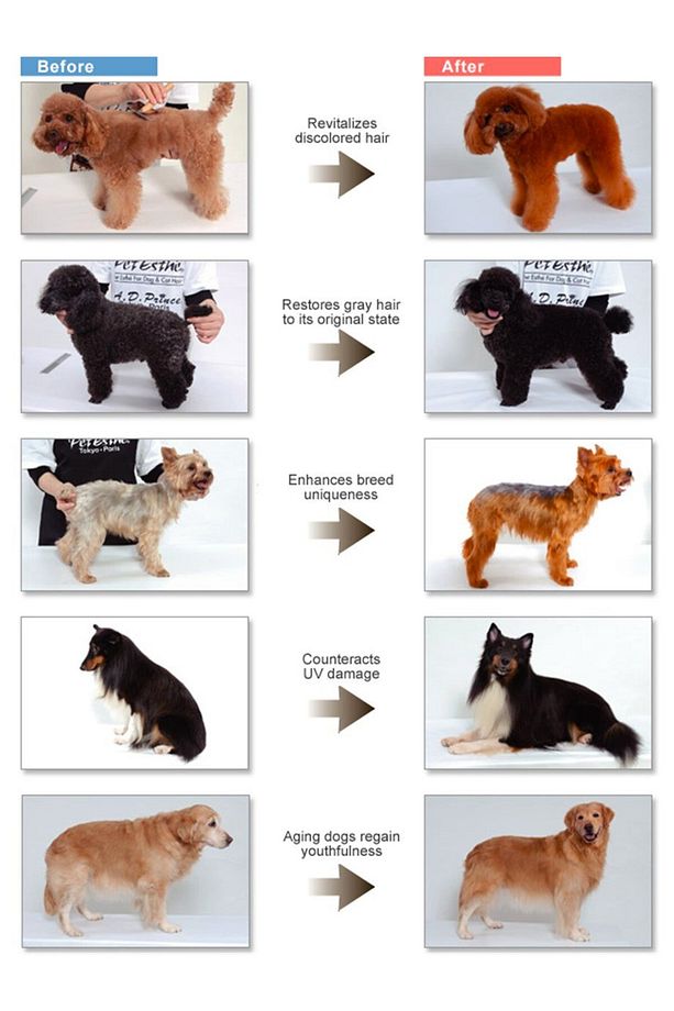 Pet Esthé Color Restoration System Gold Renk Onarımı Sistemi Köpek Şampuanı 400 ml - 3