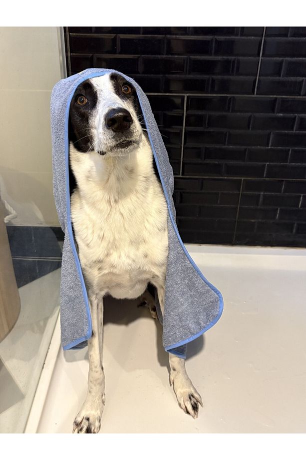 Köpek Koton Banyo Havlusu - Bebe Mavi - 4