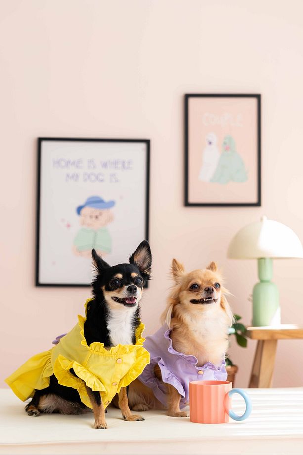 Köpek Elbise - Köpek Kıyafeti (Çiçekli elbise) - 4