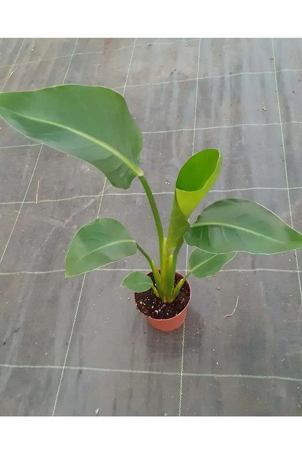 Strelitzia Nicolai Starliçe Cennet Kuşu Bitkisi 70-90 CM Tek Gövde Salon Ofis Ev İç Mekan Bitkisi - 3
