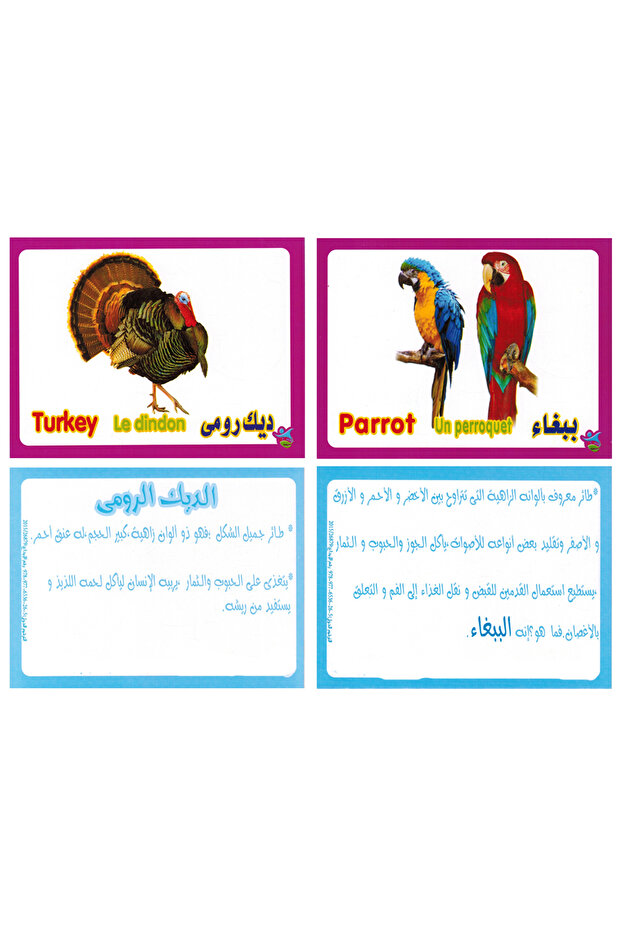 فلاش كارت - الطيور - 2