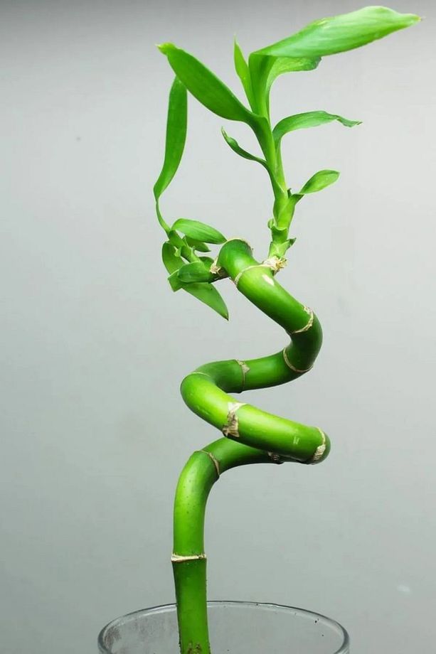 10 Adet Dal Şans Bambusu 70-80 Cm Salon Bitkisi Ev Bitkisi Lucky Bamboo Ofis Bitkisi - 6
