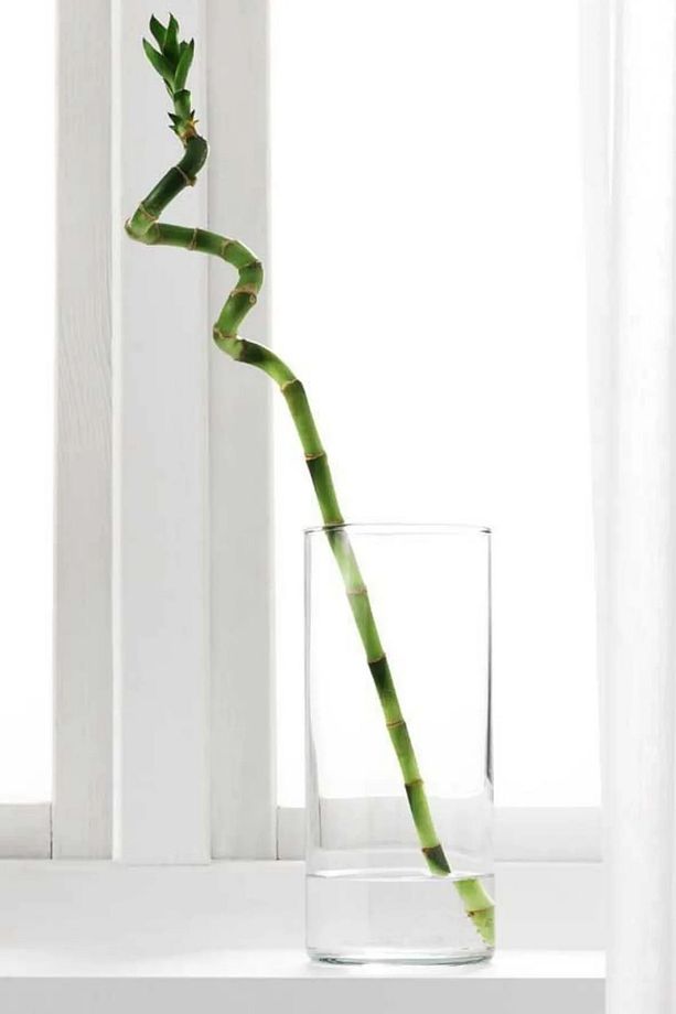 10 Adet Dal Şans Bambusu 70-80 Cm Salon Bitkisi Ev Bitkisi Lucky Bamboo Ofis Bitkisi - 3