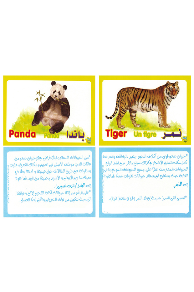 Flash Card - Jungle Animals - 2