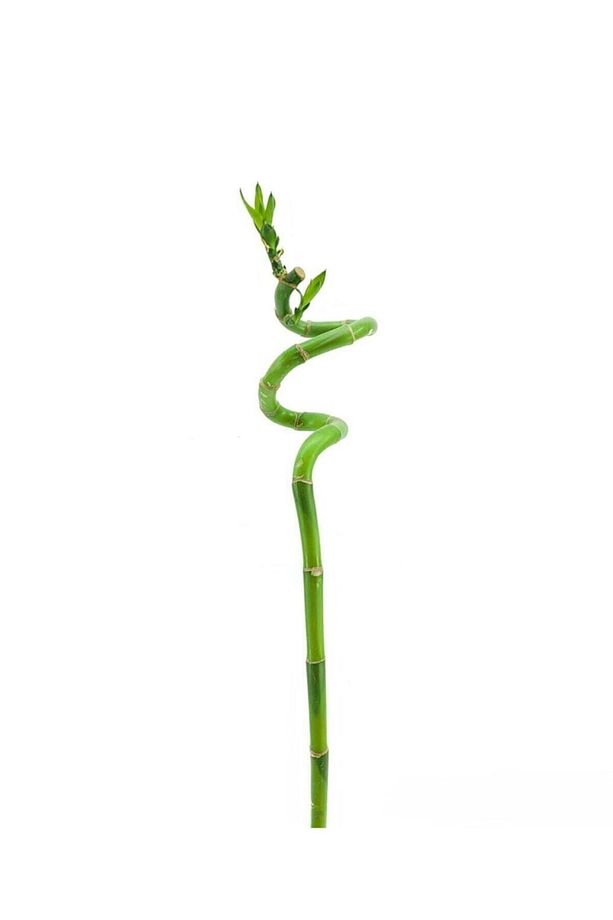 1 Adet Dal Şans Bambusu 70-80 Cm Salon Bitkisi Ev Bitkisi Lucky Bamboo Ofis Bitkisi - 2