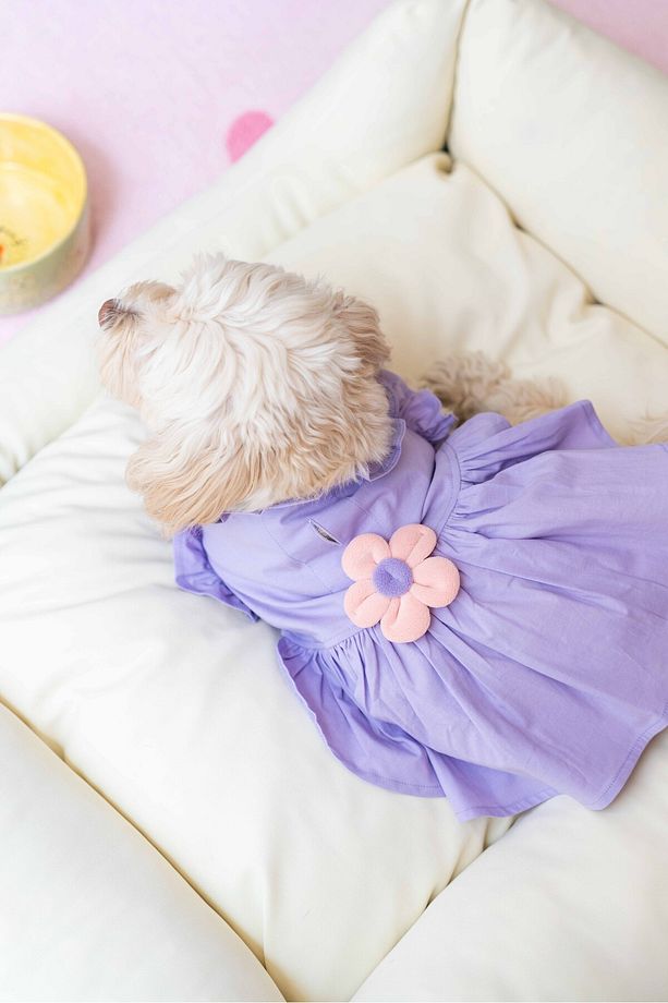 Köpek Elbise - Köpek Kıyafeti (Çiçekli elbise) - 3