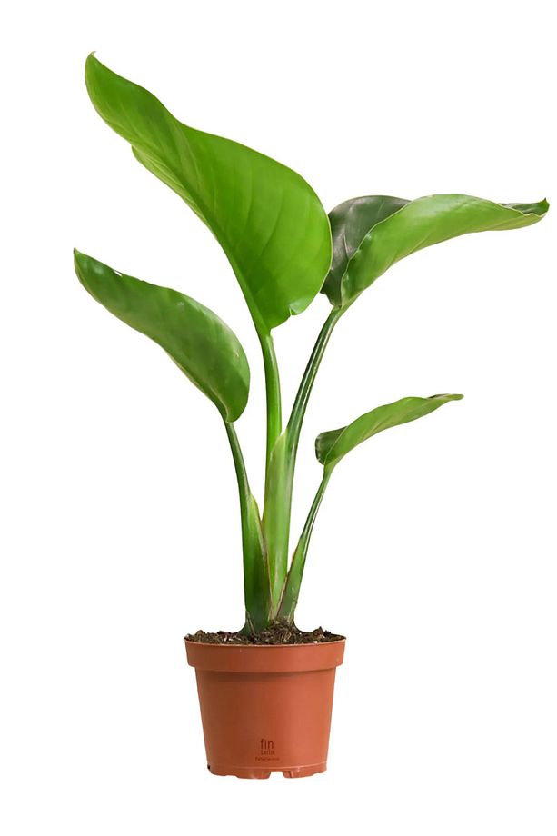 Strelitzia Nicolai Starliçe Cennet Kuşu Bitkisi 70-90 CM Tek Gövde Salon Ofis Ev İç Mekan Bitkisi - 1