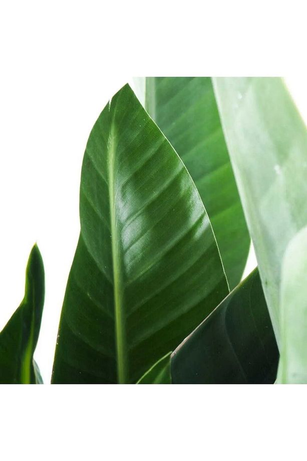 Strelitzia Nicolai Starliçe Cennet Kuşu Bitkisi 70-90 CM Tek Gövde Salon Ofis Ev İç Mekan Bitkisi - 4