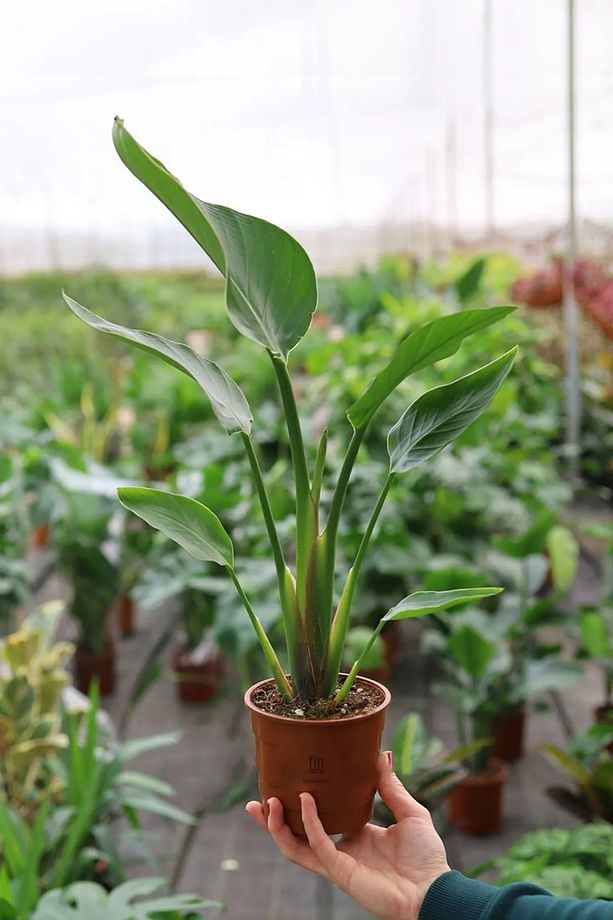 Strelitzia Nicolai Starliçe Cennet Kuşu Bitkisi 70-90 CM Tek Gövde Salon Ofis Ev İç Mekan Bitkisi - 2