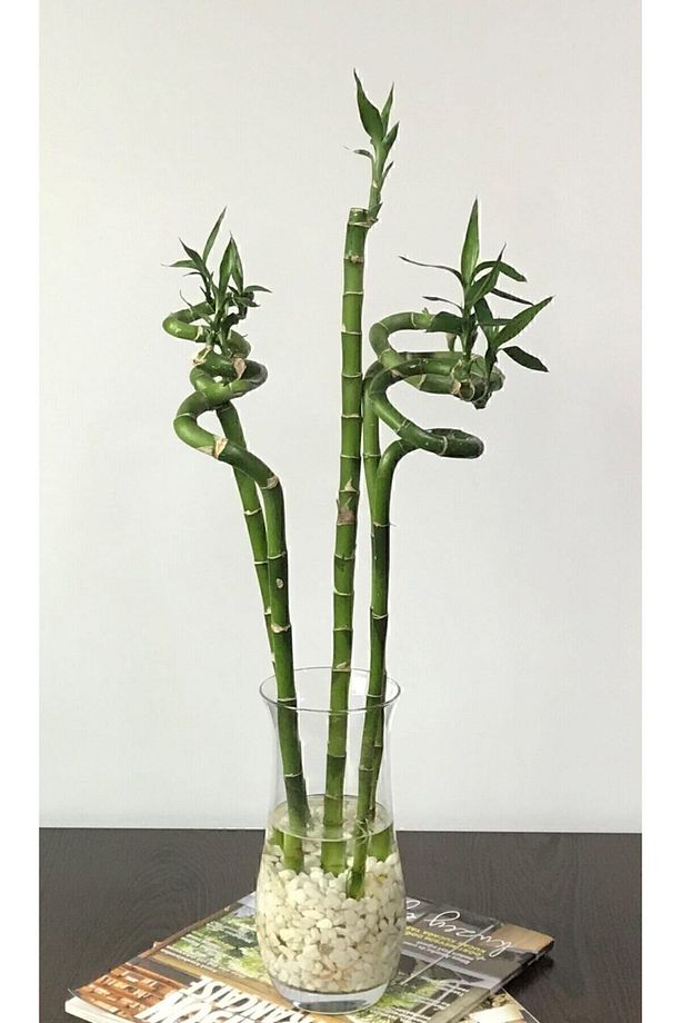 5 Adet Dal Şans Bambusu 100 Cm Salon Bitkisi Ev Bitkisi Lucky Bamboo Ofis Bitkisi - 1