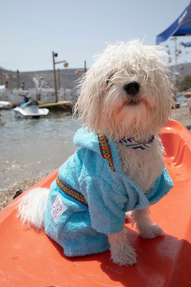 MAVİ HAVLU Köpek Bornozu - 3