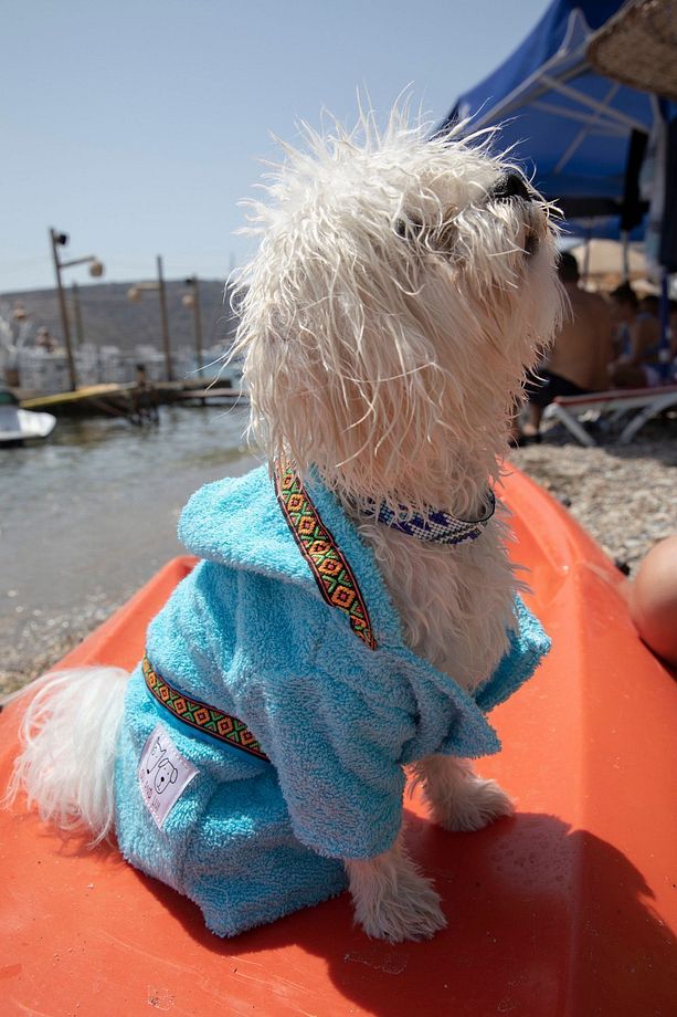 MAVİ HAVLU Köpek Bornozu - 5